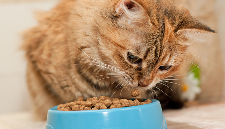 Exporteren Bitiba winkel -Exporteren Bitiba winkel iStock 505521812