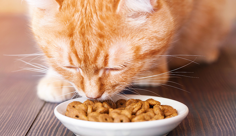 Exporteren Bitiba winkel -Exporteren Bitiba winkel iStock 523884014