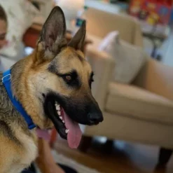 PetSafe Huisdierklep Extreme Weather 17 PetSafe Huisdierklep Extreme Weather -Exporteren Bitiba winkel petsafe hundeklappe extremeweather hs 03 1