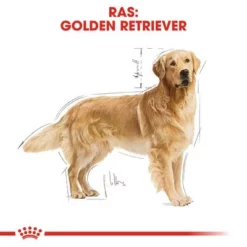 Royal Canin Golden Retriever Adult Hondenvoer -Exporteren Bitiba winkel rc bhn goldenretriever cv eretailkit 1 nl nl 3