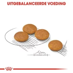 Royal Canin Health Nutrition Dermacomfort Mini Hondenvoer -Exporteren Bitiba winkel rc ccn dermamini cv eretailkit 5 nl nl 9