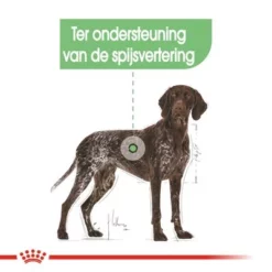 Royal Canin Maxi Digestive Care Hondenvoer 16 Royal Canin Maxi Digestive Care Hondenvoer -Exporteren Bitiba winkel rc ccn digestivemaxi cv eretailkit 2 nl nl 1