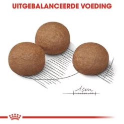 Royal Canin Maxi Digestive Care Hondenvoer 12 Royal Canin Maxi Digestive Care Hondenvoer -Exporteren Bitiba winkel rc ccn digestivemaxi cv eretailkit 5 nl nl 9