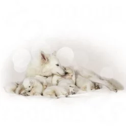 Royal Canin Babydog Milk -Exporteren Bitiba winkel rc dogmilk 3 1