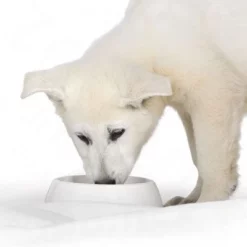 Royal Canin Starter Mousse Mother & Babydog Hondenvoer 11 Royal Canin Starter Mousse Mother & Babydog Hondenvoer -Exporteren Bitiba winkel rc mousse 0 2