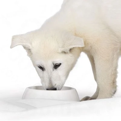 Royal Canin Starter Mousse Mother & Babydog Hondenvoer 7 Royal Canin Starter Mousse Mother & Babydog Hondenvoer - Afbeelding 5