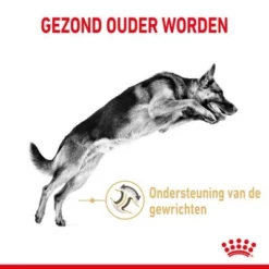Royal Canin Breed German Shepherd Adult 5+ Hondenvoer 10 Royal Canin Breed German Shepherd Adult 5+ Hondenvoer -Exporteren Bitiba winkel rc spt dry germshep5 cv 1 nl nl 3
