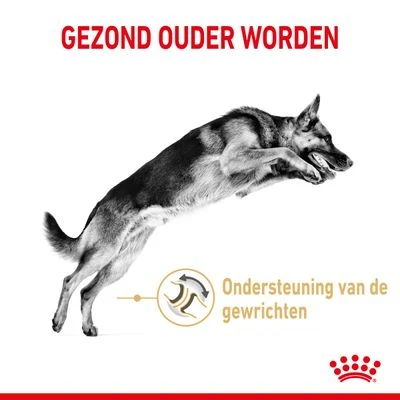 Royal Canin Breed German Shepherd Adult 5+ Hondenvoer 5 Royal Canin Breed German Shepherd Adult 5+ Hondenvoer - Afbeelding 3