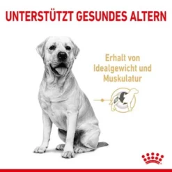 Royal Canin Breed Labrador Retriever Adult 5+ Hondenvoer 10 Royal Canin Breed Labrador Retriever Adult 5+ Hondenvoer -Exporteren Bitiba winkel rc spt dry lab5 cv 1 de de 0