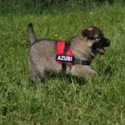 Julius K9 JULIUS-K9® Hondentuig - Rood -Exporteren Bitiba winkel rot 1