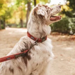 Hondenriem Nomad Tales Blush, Rosé 20 Hondenriem Nomad Tales Blush, Rosé -Exporteren Bitiba winkel v325600 325601 nomadtales blush hundeleine rose hs 09 2