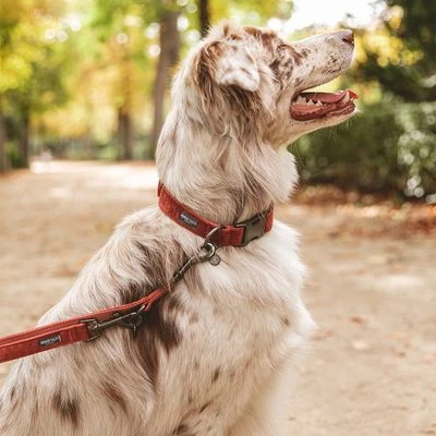 Hondenriem Nomad Tales Blush, Rosé 5 Hondenriem Nomad Tales Blush, Rosé - Afbeelding 3